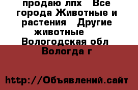 продаю лпх - Все города Животные и растения » Другие животные   . Вологодская обл.,Вологда г.